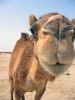 Camel-nose~2.jpg