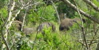 Filename=3elephants.JPG
Filesize=63KB
Dimensions=675x340
Date added=Apr 23, 2005 3elephants.JPG