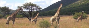 Filename=5giraffes.jpg
Filesize=46KB
Dimensions=800x258
Date added=Apr 23, 2005 5giraffes.jpg