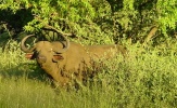 Filename=CapeBuffalo.JPG
Filesize=85KB
Dimensions=570x348
Date added=Apr 23, 2005 CapeBuffalo.JPG