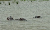 Filename=Hippos 3-12-2005 8-19-24 AM.jpg
Filesize=64KB
Dimensions=800x475
Date added=Apr 23, 2005 Hippos 3-12-2005 8-19-24 AM.jpg
