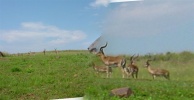 Filename=Impalabucks.jpg
Filesize=38KB
Dimensions=800x412
Date added=Apr 18, 2005 Impalabucks.jpg
