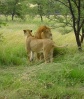 Filename=LocalLions 3-8-2005 7-55-42 AM.jpg
Filesize=99KB
Dimensions=463x548
Date added=Apr 23, 2005 LocalLions 3-8-2005 7-55-42 AM.jpg