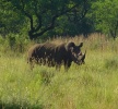 Filename=Rhino.jpg
Filesize=112KB
Dimensions=656x605
Date added=Apr 14, 2005 Rhino.jpg