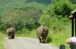 Filename=Road Rhinos 3-13-2005 4-25-16 AM.jpg
Filesize=117KB
Dimensions=800x521
Date added=Apr 23, 2005 Road Rhinos 3-13-2005 4-25-16 AM.jpg