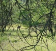 Filename=Sable.jpg
Filesize=344KB
Dimensions=984x889
Date added=Apr 14, 2005 Sable.jpg