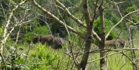 Filename=elephantseating.JPG
Filesize=77KB
Dimensions=675x340
Date added=Apr 23, 2005 elephantseating.JPG