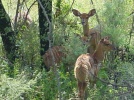 Filename=impalas.JPG
Filesize=70KB
Dimensions=534x398
Date added=Apr 23, 2005 impalas.JPG