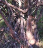 Filename=puzzletree.jpg
Filesize=93KB
Dimensions=534x588
Date added=Apr 23, 2005 puzzletree.jpg