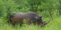 Filename=rhinoatwork.JPG
Filesize=57KB
Dimensions=674x340
Date added=Apr 23, 2005 rhinoatwork.JPG