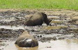 Filename=rhinosatplay.JPG
Filesize=55KB
Dimensions=535x340
Date added=Apr 23, 2005 rhinosatplay.JPG