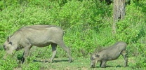 Filename=warthogs.JPG
Filesize=70KB
Dimensions=716x344
Date added=Apr 23, 2005 warthogs.JPG