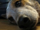 IMG_1097.JPG